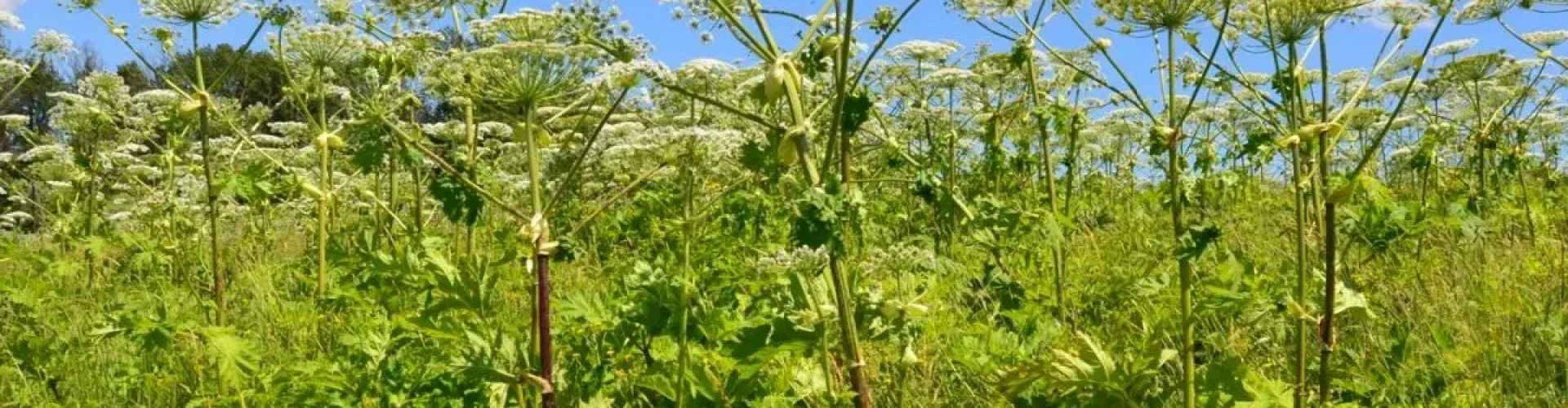 Klucz do oznaczania roślin górskiej części Podkarpacia