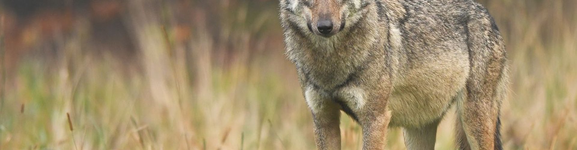 Biznes i Etos 3/2025