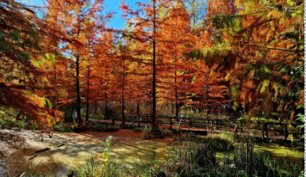 arboretum.png